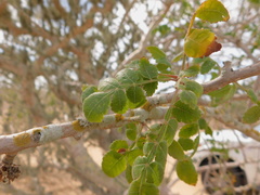 Bursera littoralis