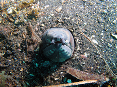 Ophichthus altipennis