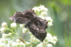 Achlyodes busirus rioja