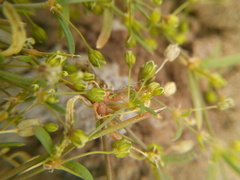 Mollugo verticillata