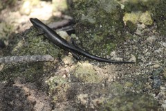 Emoia atrocostata