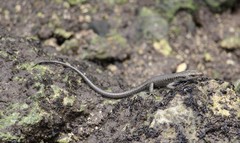 Emoia atrocostata