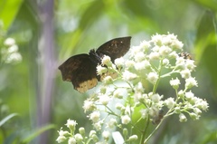 Achlyodes busirus rioja