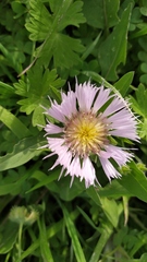 Centaurea pullata
