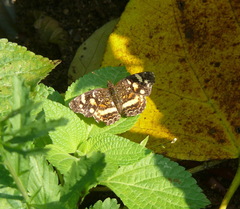 Anthanassa ptolyca ptolyca