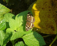 Anthanassa ptolyca ptolyca