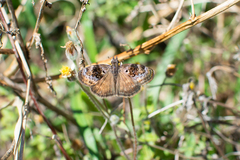 Chiomara basigutta