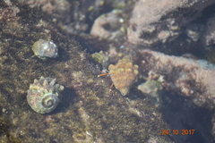 Calcinus laevimanus