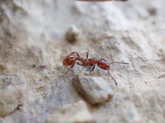 Chelaner antarcticus