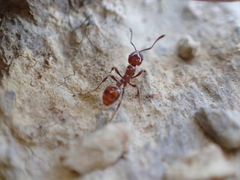 Chelaner antarcticus