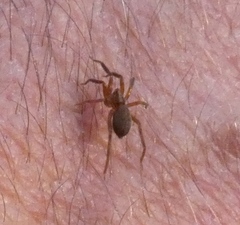 Scotina celans
