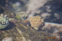 Calcinus laevimanus
