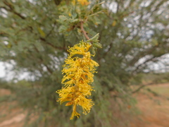 Prosopis palmeri