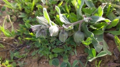Nonea vesicaria