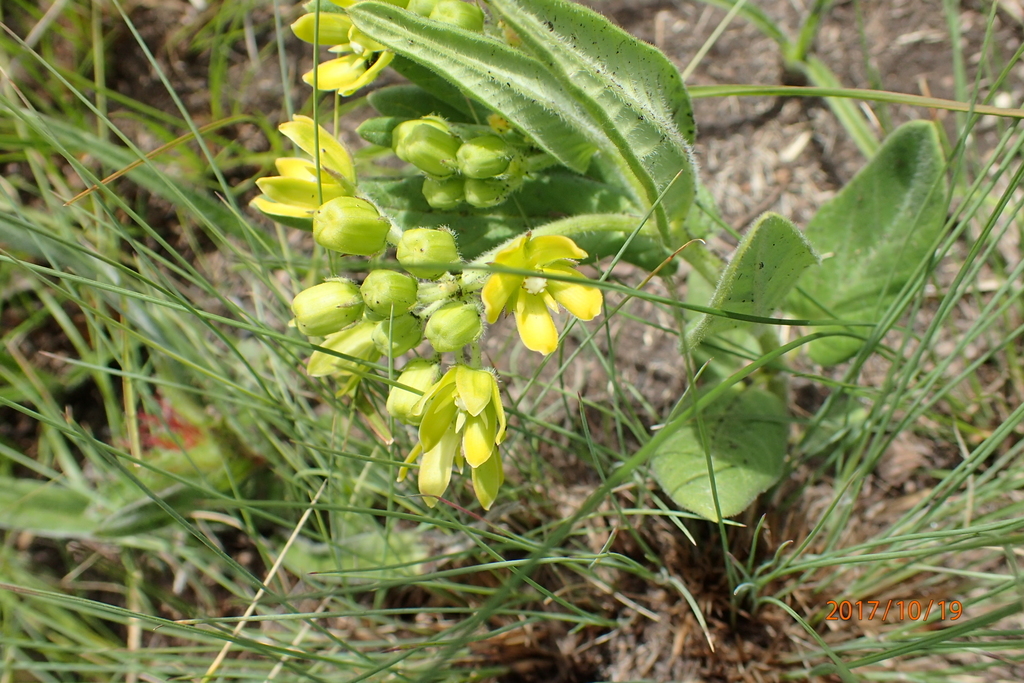 Schizoglossum flavum