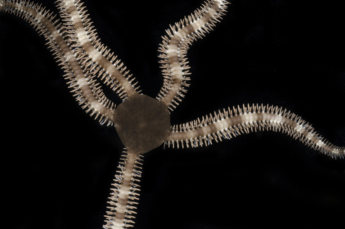 Breviturma dentata