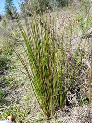 Juncus bolanderi