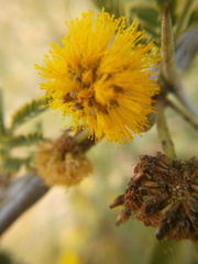 Prosopis palmeri