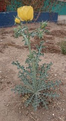 Argemone mexicana