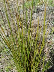 Juncus bolanderi