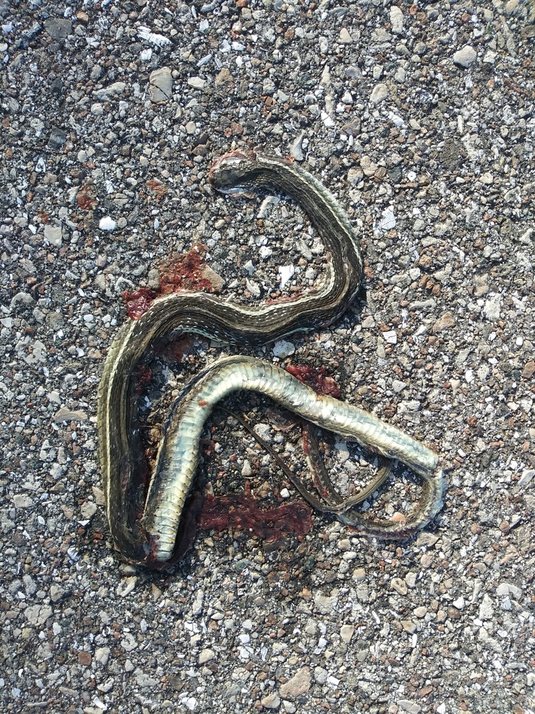 Peninsula Ribbon Snake