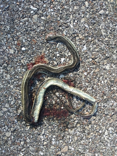 Peninsula Ribbon Snake