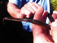 Lycodonomorphus rufulus