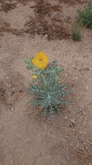 Argemone mexicana