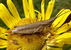 Pyrgomorpha granulata