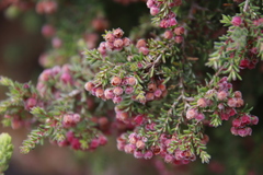 Erica haematocodon