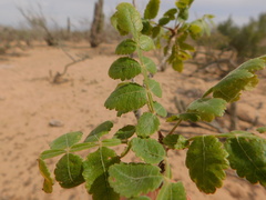 Bursera littoralis