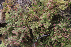 Erica haematocodon