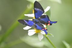 Rhetus periander eleusinus