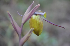 Phragmipedium longifolium