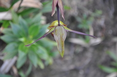 Phragmipedium longifolium
