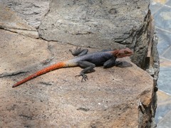 Agama planiceps