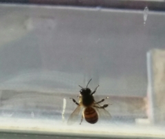Apis mellifera