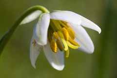 Fritillaria liliacea