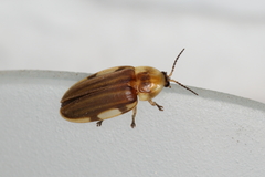 Aspisoma lineatum