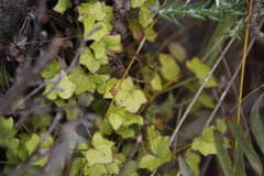 Centella macrodus