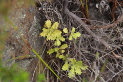 Osmitopsis dentata