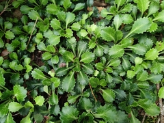 Saxifraga spathularis