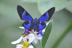 Rhetus periander eleusinus