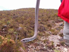 Psammophis crucifer