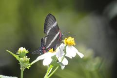 Rhetus periander eleusinus