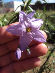 Solanum amygdalifolium
