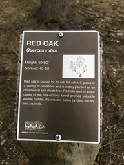 Quercus rubra
