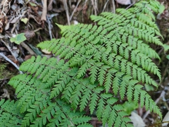 Dryopteris guanchica