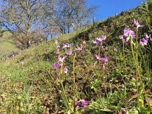 iNaturalist observation photo of Padre's Shooting Star