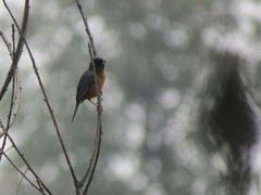 Diglossa baritula